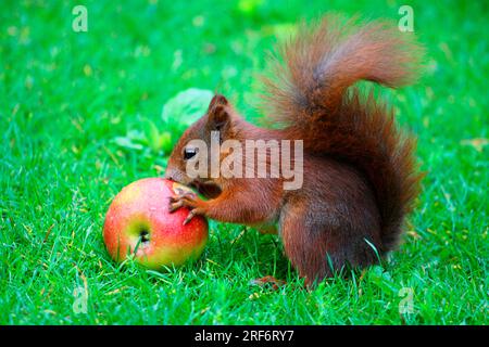 Rotes Eichhörnchen (Sciurus vulgaris), Apfel essen, Deutschland, Seite Stockfoto