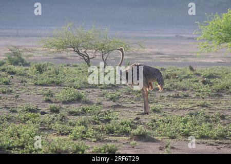 Somalischer Strauß, weiblich, Samburu Wildreservat, Kenia (Struthio camelus molybdophanes), Samburu Nationalreservat, Side Stockfoto