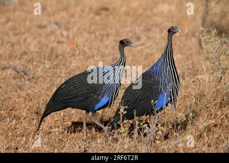 Vulturinguineafowls (Acryllium vulturinum), Geier-Perlhühner, Geier-Perlhühner, Kenia Stockfoto