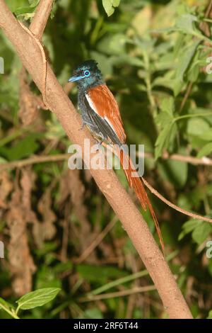 African Paradise Flycatcher, Samburu National Reserve, Kenia (Terpsiphone viridis) Stockfoto