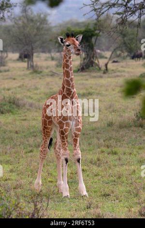 Junge Rothschild-Giraffe, Kenia (Giraffa camelopardalis rothschildi) Stockfoto