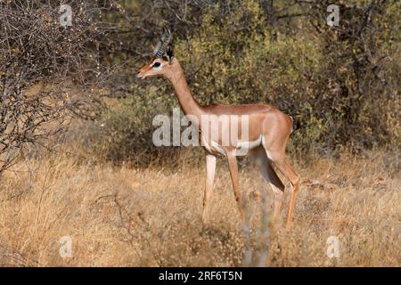 Gerenuk (Litocranius walleri), Männlich, Kenia Stockfoto