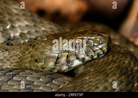 Viperine Schlange (Natrix maura) Stockfoto