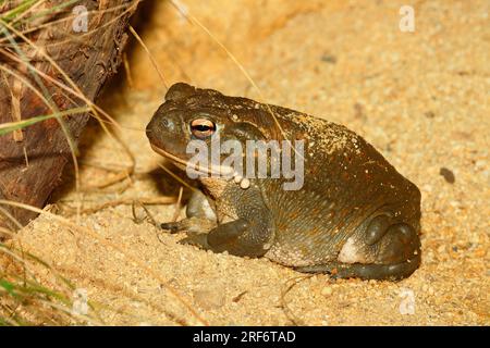 (Bufo alvarius), Sonora-Kröte, Colorado-Kröte Stockfoto