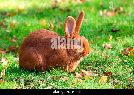 Roter Neuseeländer, Roter Neuseeland-Hase, Hauskaninchen Stockfoto