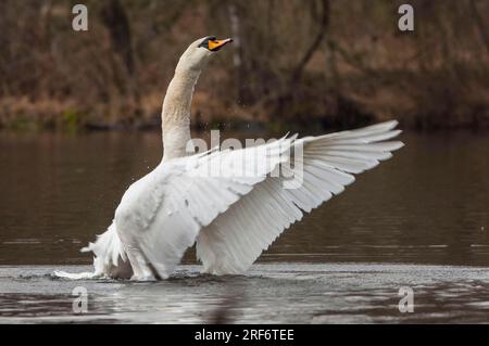 Stummer Schwan (Cygnus olor) Niedersachsen, Deutschland Stockfoto