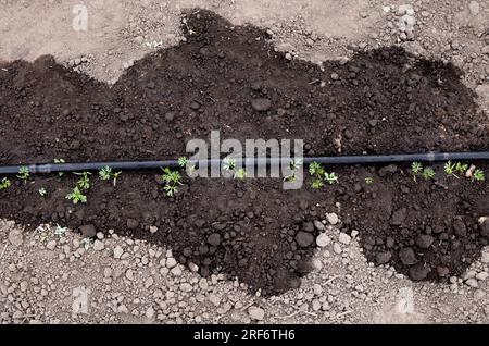 Oberirdischer Tauchschlauch im Gemüsegarten, der im Frühling junge Karotten im Freien bewässert. Zeigt nassen Boden um den Schlauch des Abscheiders. Stockfoto