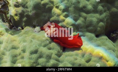 Die hellrote Sea Slug krabbelt tagsüber in der Sonne auf das Korallenriff. Spanischer Tänzer Nudibranch (Hexabranchus sanguineus) kriecht in Bright Su auf harten Korallen Stockfoto