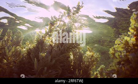 Dickes Seetang Braunes Sargassum bedecktes Korallenriff und reflektiert auf der Wasseroberfläche an hellen Sonnentagen, Hintergrundbeleuchtung (Contre-jour) Rotes Meer, Stockfoto