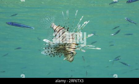 Gemeiner Löwenfisch oder Roter Löwenfisch (Pterois volitans) schwimmt unter Wasser und jagt an sonnigen Tagen auf Hardyhead Silverside Fischen (Atherinomorus forskalii), R Stockfoto