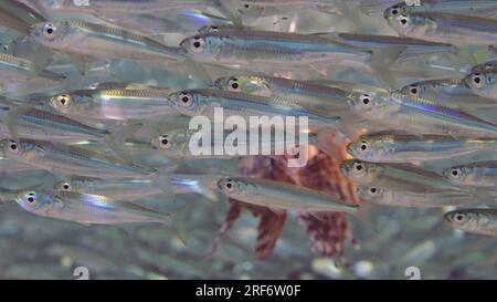 Nahaufnahme von gemeinen Lionfischen oder roten Lionfischen (Pterois Volitans), die in einer großen Schule von Hardyhead Silverside Fischen auf Sonnenstrahlen schwimmen, rotes Meer Stockfoto