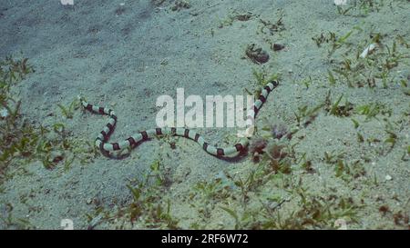 Harlekin-Schlangenaal (Myrichthys colubrinus) kriecht tagsüber über über über sandigen Boden bedeckt mit grünem Seegras, rotes Meer, Ägypten Stockfoto