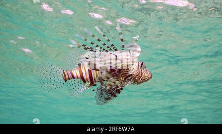 Gemeiner Löwenfisch oder Roter Löwenfisch (Pterois Volitans) schwimmen unter blauen Wellen an sonnigen Tagen, Blick von unten, rotes Meer, Ägypten Stockfoto