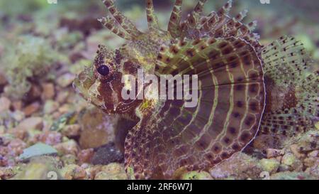 Zebrafische schwimmen über sandig-felsigem Grund in hellem Sonnenlicht. Zebralionfisch, Rotmeerzwerg Lionfisch oder Zebratürkis (Dendrochirus zebra, Dendro Stockfoto