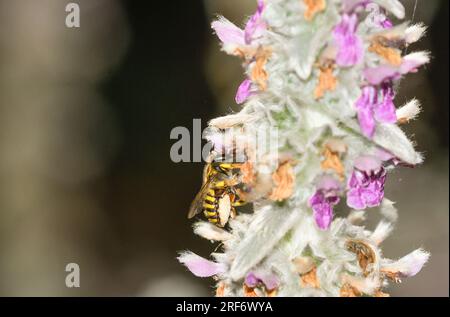 Biene der Gattung Anthidium, die sich an den Blüten von Stachys lanata ernährt Stockfoto