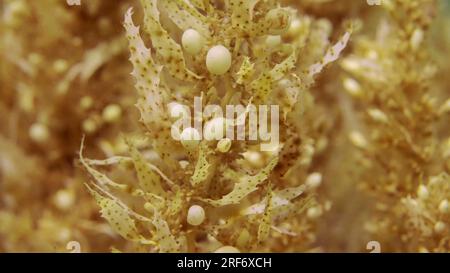 Rotes Meer, Ägypten. 3. Juli 2023. Nahaufnahme von dickem Seetang Brown Sargassum an hellen sonnigen Tagen auf Sonnenstrahlen, Rotes Meer, Ägypten (Kreditbild: © Andrey Nekrasov/ZUMA Press Wire) NUR REDAKTIONELLE VERWENDUNG! Nicht für den kommerziellen GEBRAUCH! Stockfoto