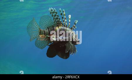 Rotes Meer, Ägypten. 3. Juli 2023. Gemeiner Löwenfisch oder Roter Löwe (Pterois volitans), der auf hellem Sonnenlicht in blauem Wasser schwimmt, Hintergrundbeleuchtung (Contre-jour) Rotes Meer, Ägypten (Kreditbild: © Andrey Nekrasov/ZUMA Press Wire) NUR REDAKTIONELLE VERWENDUNG! Nicht für den kommerziellen GEBRAUCH! Stockfoto