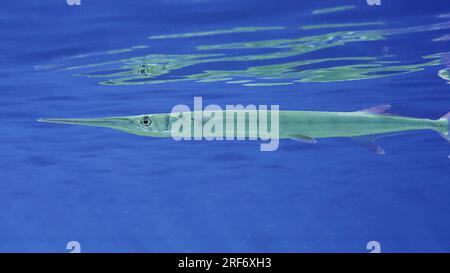 Rotes Meer, Ägypten. 3. Juli 2023. Nahaufnahme von Needlefish schwimmt langsam unter der Oberfläche des blauen Wassers, das von der Wasseroberfläche reflektiert wird, Rotes Meer, Ägypten (Kreditbild: © Andrey Nekrasov/ZUMA Press Wire) NUR REDAKTIONELLE VERWENDUNG! Nicht für den kommerziellen GEBRAUCH! Stockfoto