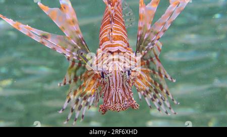 Rotes Meer, Ägypten. 3. Juli 2023. Porträt von gemeinem Löwen oder Rotlionfisch (Pterois Volitans), der neben einer großen Schule von Hardyhead Silverside-Fischen auf Sonnenstrahlen schwimmt, Rotes Meer, Ägypten (Kreditbild: © Andrey Nekrasov/ZUMA Press Wire), NUR REDAKTIONELLE VERWENDUNG! Nicht für den kommerziellen GEBRAUCH! Stockfoto