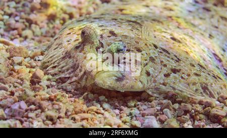 Rotes Meer, Ägypten. 3. Juli 2023. Porträt von Leopardenflunder oder Pantherflunder (Bothus pantherinus) liegt auf sandigem Boden auf hellem Sonnenlicht, Rotes Meer, Ägypten (Kreditbild: © Andrey Nekrasov/ZUMA Press Wire) NUR REDAKTIONELLE VERWENDUNG! Nicht für den kommerziellen GEBRAUCH! Stockfoto