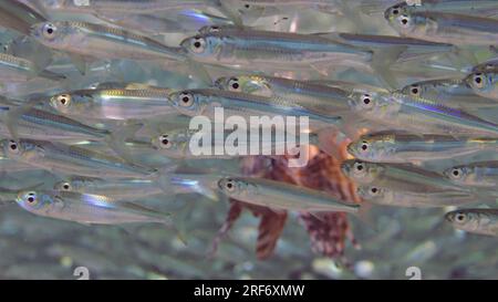Rotes Meer, Ägypten. 3. Juli 2023. Nahaufnahme der Jagd auf gemeine Lionfische oder Rote Lionfische (Pterois Volitans), die in einer großen Schule von Hardyhead Silverside-Fischen auf Sonnenstrahlen schwimmen, Rotes Meer, Ägypten (Kreditbild: © Andrey Nekrasov/ZUMA Press Wire), NUR REDAKTIONELLE VERWENDUNG! Nicht für den kommerziellen GEBRAUCH! Stockfoto