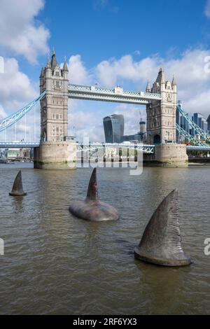 London, Großbritannien. 1. August 2023. Drei riesige Megalodon-Haifischflossen scheinen sich in der Nähe der Tower Bridge an die Oberfläche der Themse zu erheben, um die Freigabe der Warner Bros. In Großbritannien am 4. August zu fördern Filmfilm „Meg 2: The Trench“ mit Jason Statham. Laut dem Naturkundemuseum war die prähistorische Art, bekannt als Otodus megalodon, der größte Hai der Welt und einer der größten Fische, die es je gab. Kredit: Stephen Chung / Alamy Live News Stockfoto