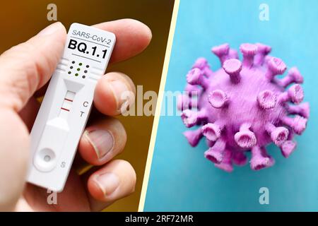 FOTOMONTAGE, Positiver Corona-Schnelltest mit Aufschrift BQ.1,1, und Corona-Virus-Modell, Symbolfoto Corona-Variante BQ.1,1 Stockfoto