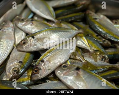 Frischer gelber Streifen Trevally, Thin scale Trevally Fish im Supermarkt in Yogyakarta, Indonesien. Stockfoto