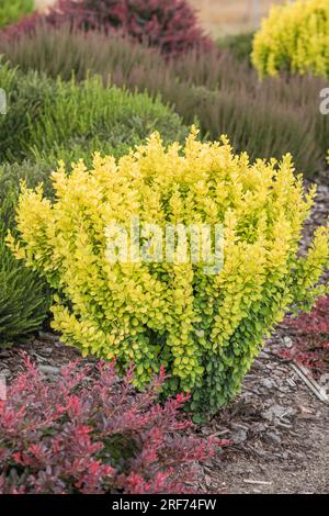 Gelbe Säulen-Berberitze (Berberis thunbergii „Goldene Fackel“) Stockfoto