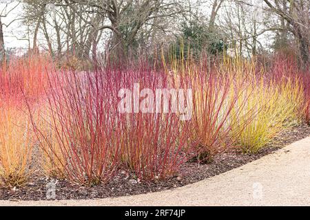 Winter-Garten in Wisley, Tatarischer Hartriegel (Cornus alba „Sibirica Ruby“), (Cornus sanguinea „Midwinter Fire“), weißer Hartriegel (Cornus serice Stockfoto
