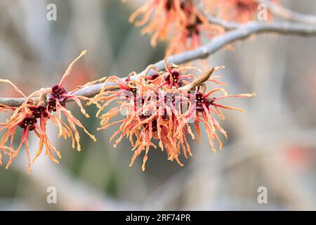 Hybrid-Zaubernuss (Hamamelis x Intermedia „Feuerzauber“) Stockfoto