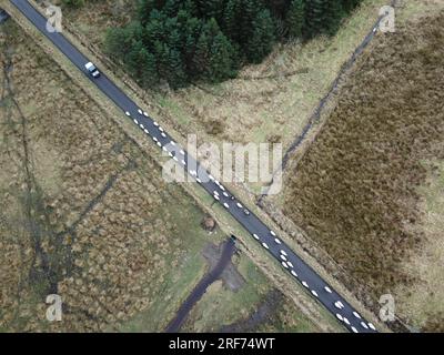 Schafe auf der Straße in Reihen, Schaffeleien Stockfoto