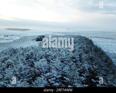 Frostige Baumkronen in der Winterszene Stockfoto