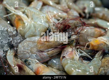 Udang, frische Garnelen, Littopenaeus vannamei, auf dem Eis im Supermarkt in Yogyakarta, Indonesien Stockfoto