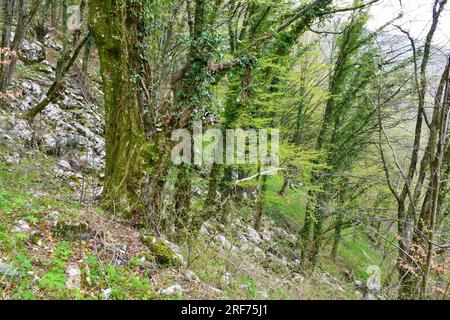 Im Frühjahr in einem alten Wald bei Koseška korita Stockfoto