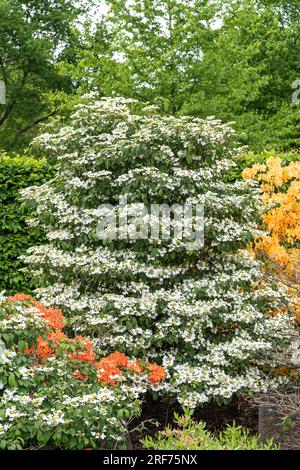 Etagen-Schneeball (Viburnum plicatum „Watanabe“) Stockfoto