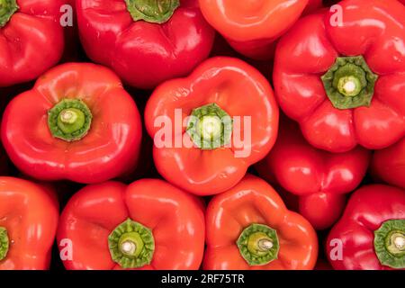 Paprika (Capsicum), Markt, Markthalle Mercado dos Lavradores, Funchal, Insel Madeira, Portugal Stockfoto