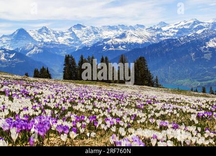 Wilde Krokusblüten in den alpen mit Schneebesen im Hintergrund im Frühling - fokussierendes Bild Stockfoto