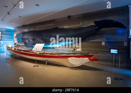 historische Fangboote im Größenvergleich zu einem jungen Potwal (Physeter macrocephalus, SYN.: Physeter catodon), Walmuseum auf der Insel Madeira, Stockfoto