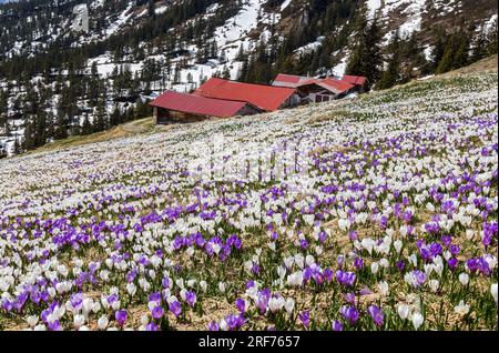 Wilde Krokusblüten in den alpen mit Schneebesen im Hintergrund im Frühling - fokussierendes Bild Stockfoto