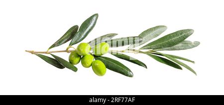 Olivenbaumzweig auf weißem Hintergrund isoliert, Stockfoto