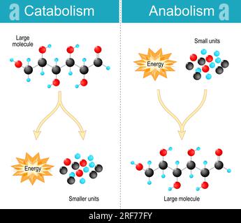 Unterschied zwischen Anabolismus, Katabolismus. Anabolismus ist die Biosynthese von Molekülen aus kleineren Einheiten. Katabolismus ist der Stoffwechsel des Abbaus, Stock Vektor