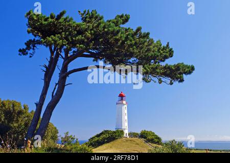 Deutschland, Mecklenburg-Vorpommern, Leuchtturm Dornbusch, Dornbusch/Hiddensee, Leuchtfeuer, Insel Hiddensee, Stockfoto