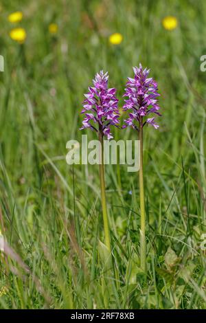Helmknabenkraut (Orchis militaris) Stockfoto