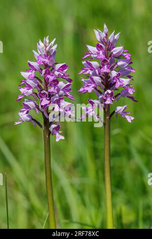 Helmknabenkraut (Orchis militaris) Stockfoto