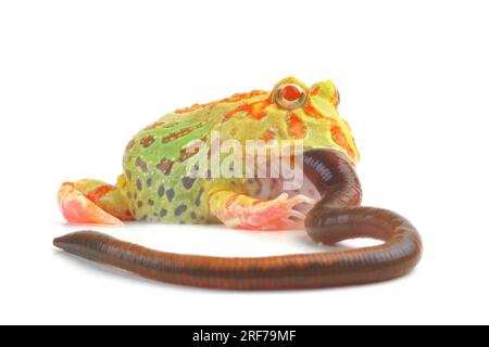 Schmuckhornfrosch (Ceratophrys ornata, Lumbricus terrestris), verschlingt einen Regenwurrm oder Tauwurm, Serie 1 von 10. | Argentinische horned Frog, pacm Stockfoto