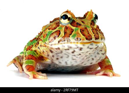 Schmuck-Hornfrosch Hornfrosch Schmuckhornfrosch,,, (Ceratophrys cranwelli Ceratophrys ornata), Stockfoto