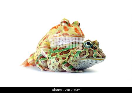 Schmuck-Hornfrosch Hornfrosch Schmuckhornfrosch,,, (Ceratophrys cranwelli Ceratophrys ornata), Stockfoto