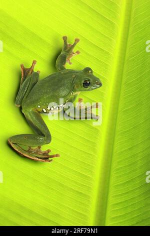 Grüner Riesenflugfrosch (Rhacophorus dennysi), treibend Frosch sitzt auf Blatt | Blanford, asiatische Segelfliegen Laubfrosch, asiatische Segelfliegen treefrog (Rhacopho Stockfoto