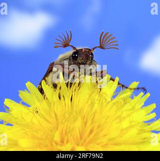 Maikaefer, Feldmaikaefer (Melolontha melolontha), auf Loewenzahnbluete, Deutschland, Maikäfer, Feldmaikäfer, Stockfoto